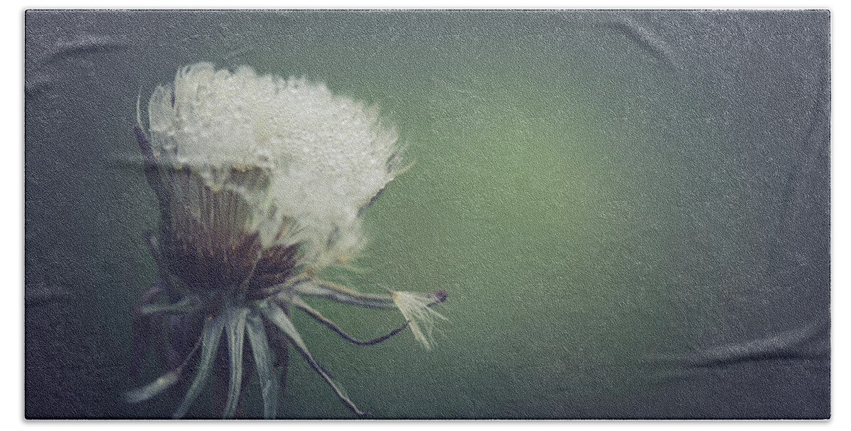 Dandelion Hand Towel featuring the photograph First Dream by Shane Holsclaw