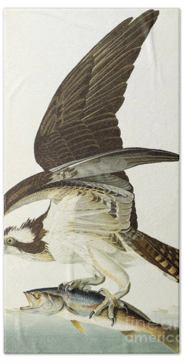 Osprey Bath Towel featuring the painting Fish Hawk by John James Audubon