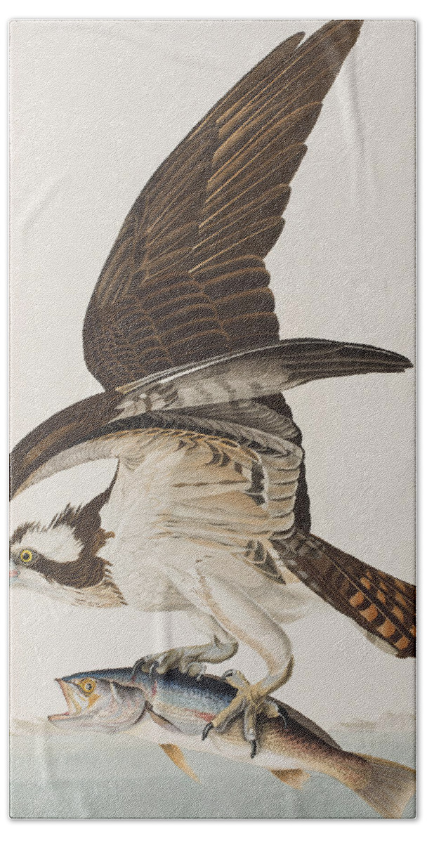 Osprey Hand Towel featuring the painting Fish Hawk or Osprey by John James Audubon