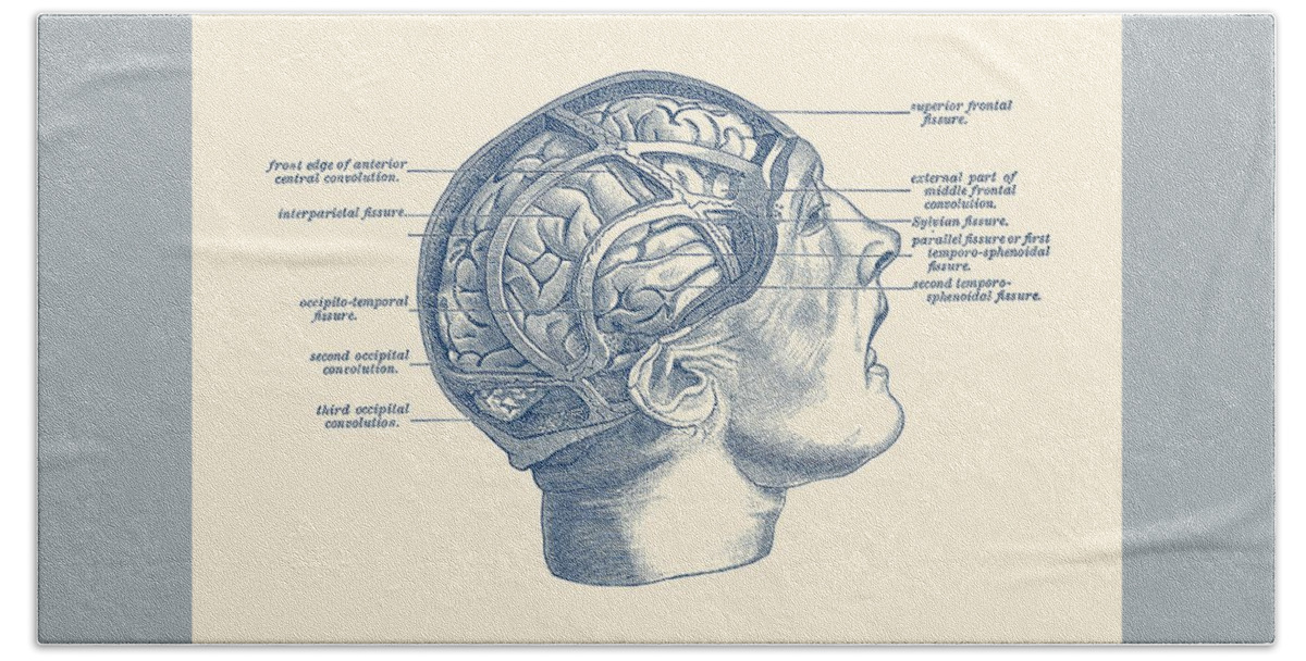 Brain Bath Towel featuring the drawing Fissure Focused Brain Diagram - Vintage Anatomy by Vintage Anatomy Prints