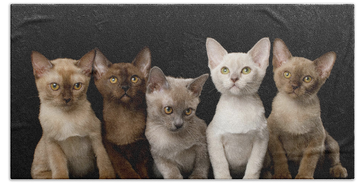 Kitten Bath Towel featuring the photograph Five Burmese Kittens by Sergey Taran