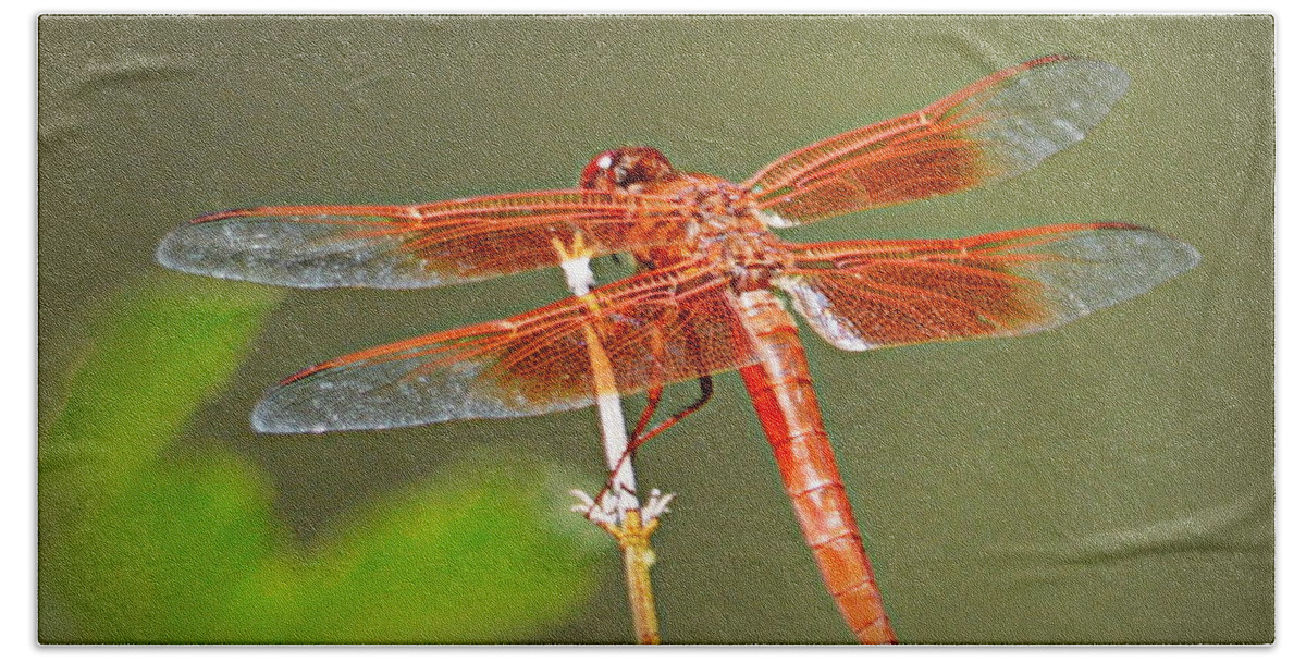 Dragonfly Bath Towel featuring the photograph Flame Skimmer by AJ Schibig