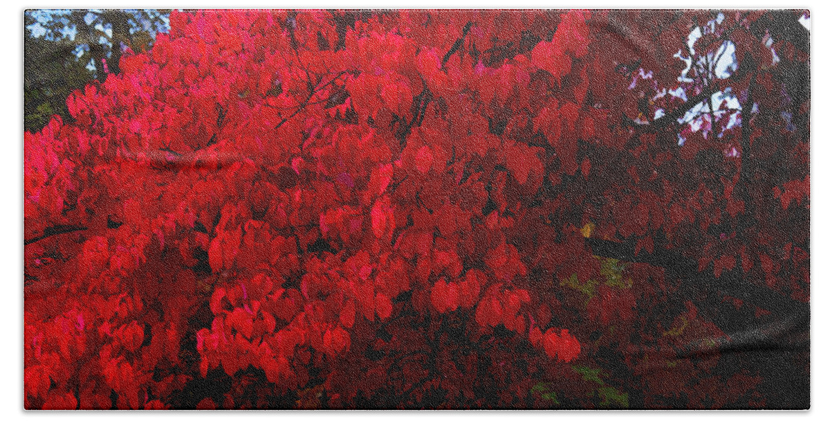 Susan Vineyard Bath Towel featuring the photograph Flames of Autumn by Susan Vineyard