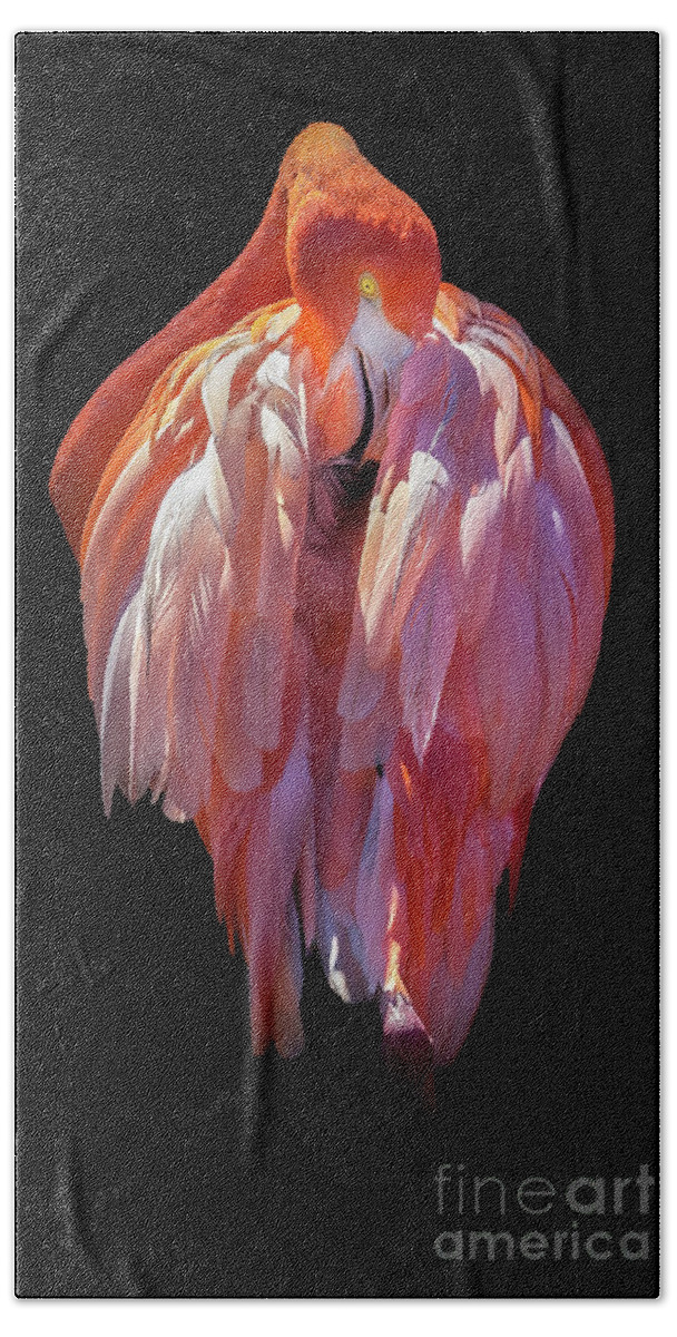 Black Background Bath Towel featuring the photograph Flamingo Centered by Liesl Walsh
