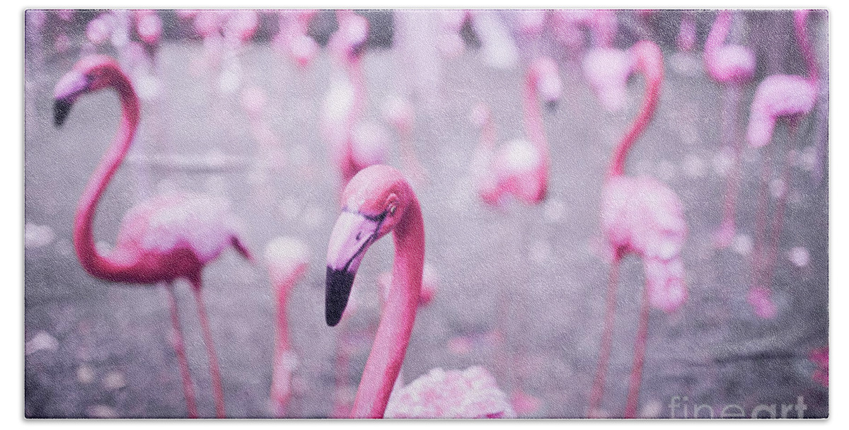 Animals Hand Towel featuring the photograph Flamingo by Setsiri Silapasuwanchai