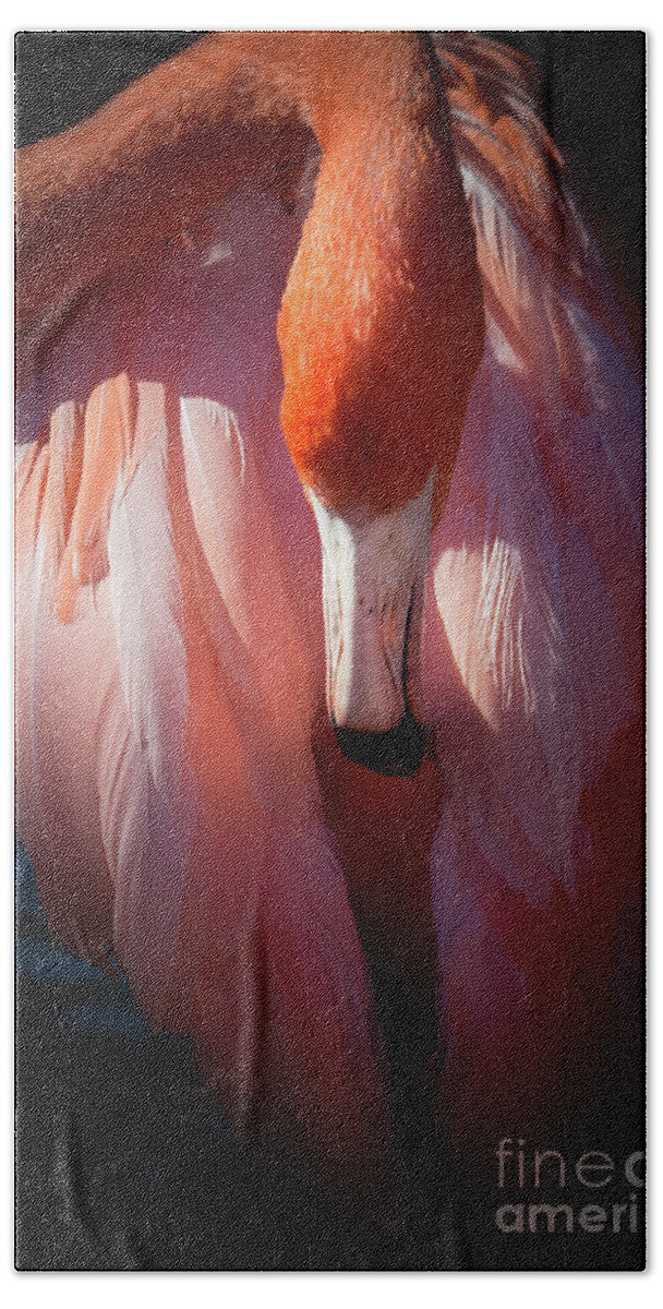 Dramatic Lighting Hand Towel featuring the photograph Flamingo Stillness by Liesl Walsh