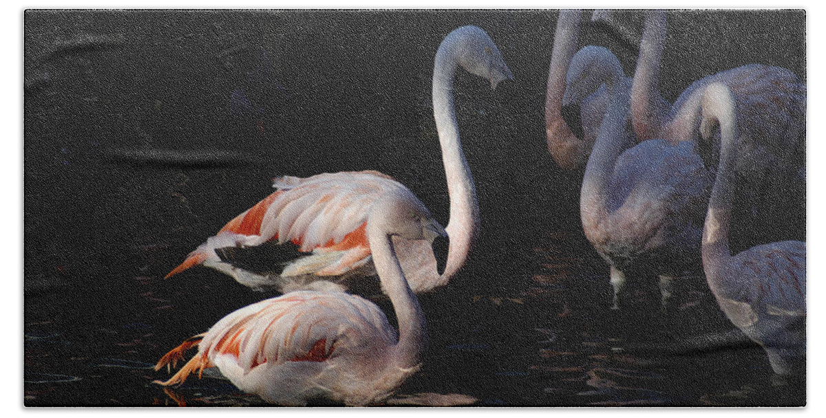 Flamingo Bath Towel featuring the photograph Flamingo Study - 2 by DArcy Evans