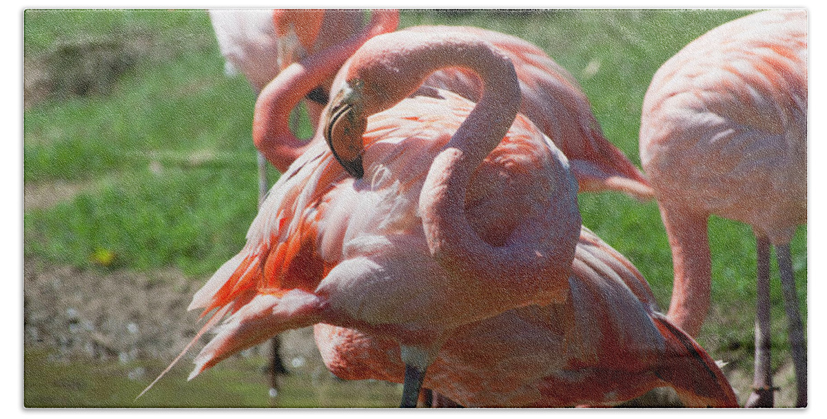 Bird Bath Towel featuring the photograph Flamingos by Julia McHugh