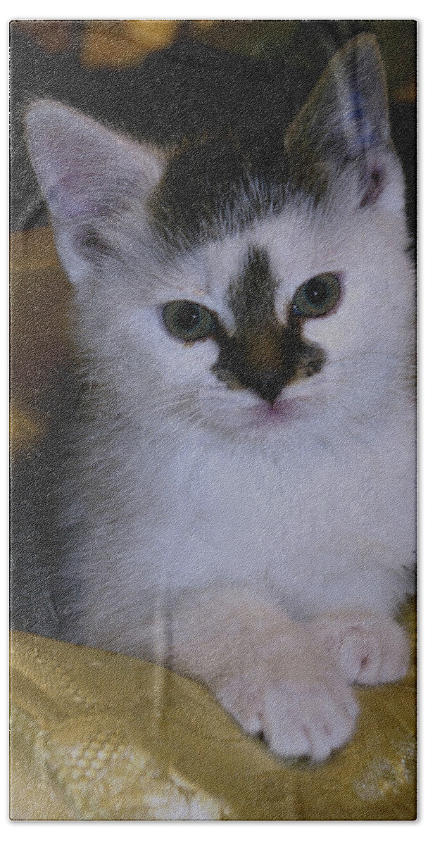 Kitten Bath Towel featuring the photograph Fleur-de-lis kitten by Bess Carter