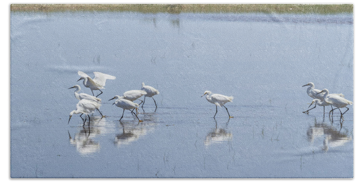 Snowy Egret Hand Towel featuring the photograph Flock of Snowy Egrets at Chincoteague No. 2 by Belinda Greb