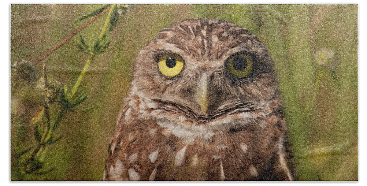Owl Bath Towel featuring the photograph Florida Burrowing Owl by Paul Rebmann