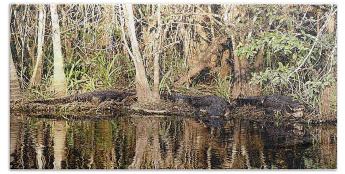 Alligators Hand Towel featuring the photograph Florida Gators - Everglades Swamp by Jerry Battle