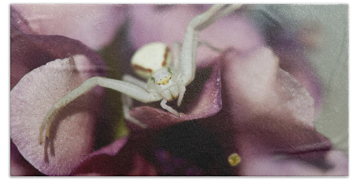 Arachnids Bath Towel featuring the photograph Flower Spider by Robert Potts