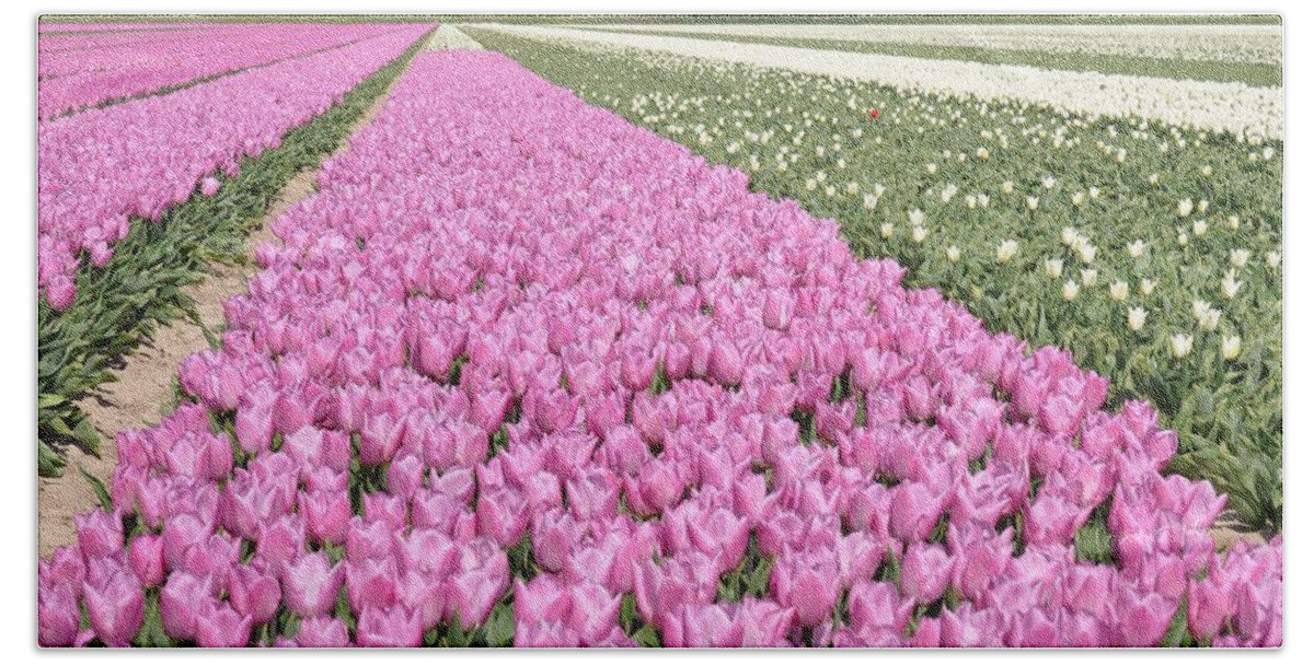 Flowerfields Hand Towel featuring the photograph Flowerfield, pink tulips by Eduard Meinema