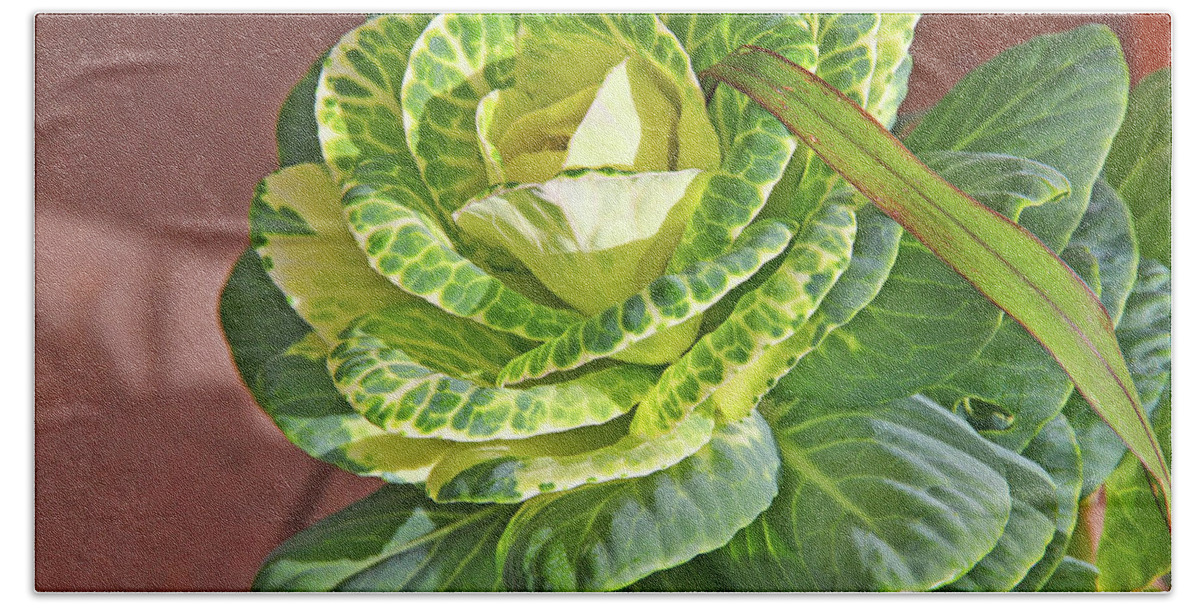 Flowering Cabbage Greens And Pale Yellows Ribbon Of Leaf Hand Towel featuring the photograph Flowering Cabbage Greens and Pale Yellows Ribbon of Leaf 2 10232017 colorado by David Frederick