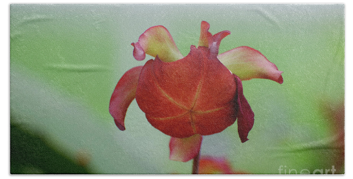 Pitcher Plant Bath Towel featuring the photograph Flowering Red Adam's Pitcher Plant by DejaVu Designs