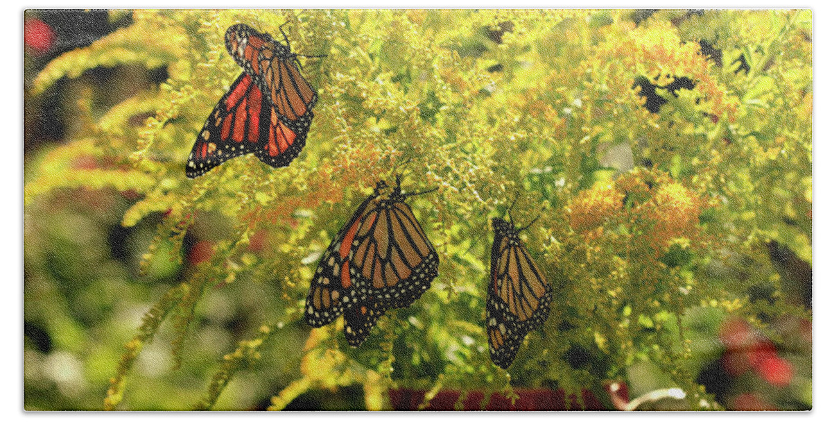 Goldenrod Flowers Photo Bath Towel featuring the photograph Flowers and Butterfies in Red Vase Photo by Luana K Perez