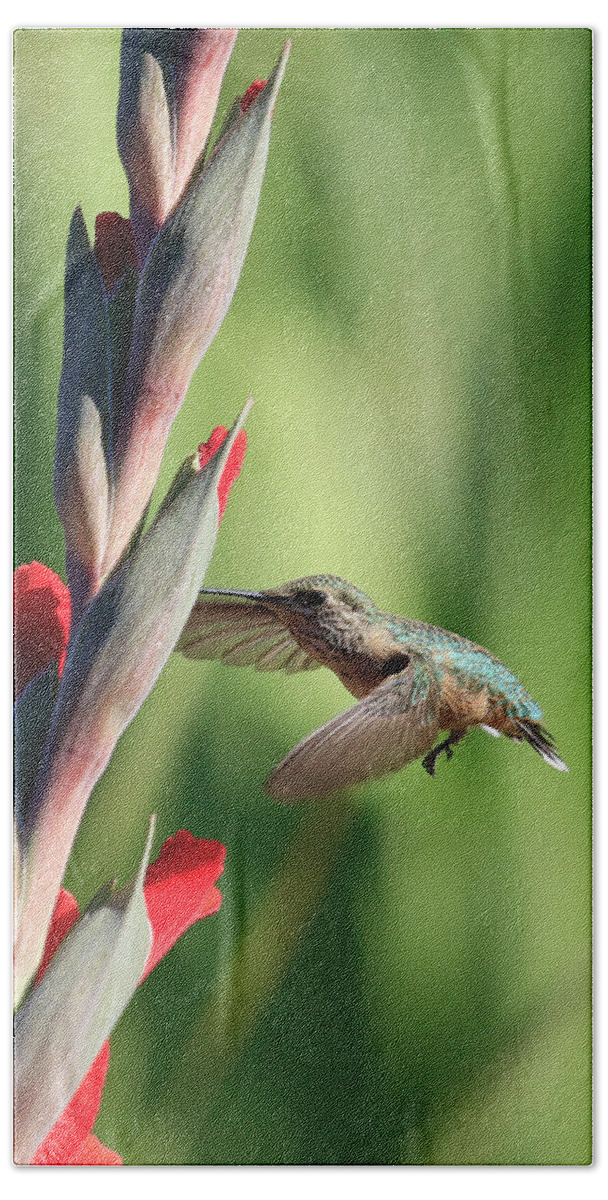 Humming Bird Hand Towel featuring the photograph Flowers Nectar by Steve McKinzie