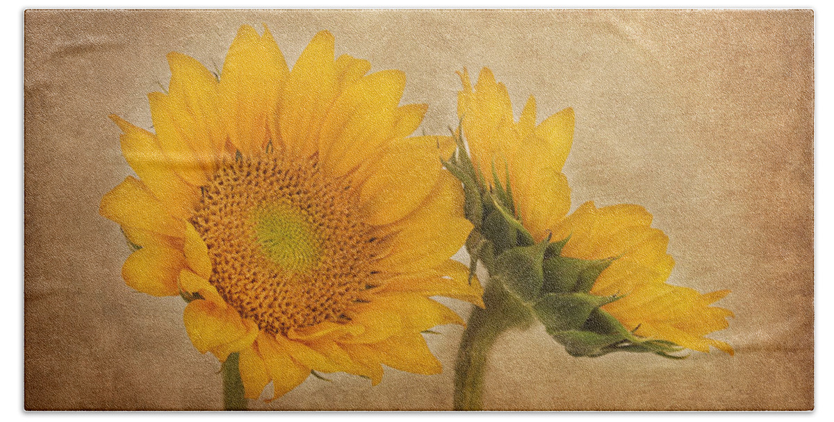 Sunflower Bath Towel featuring the photograph Flowers of the Sun by Kim Hojnacki