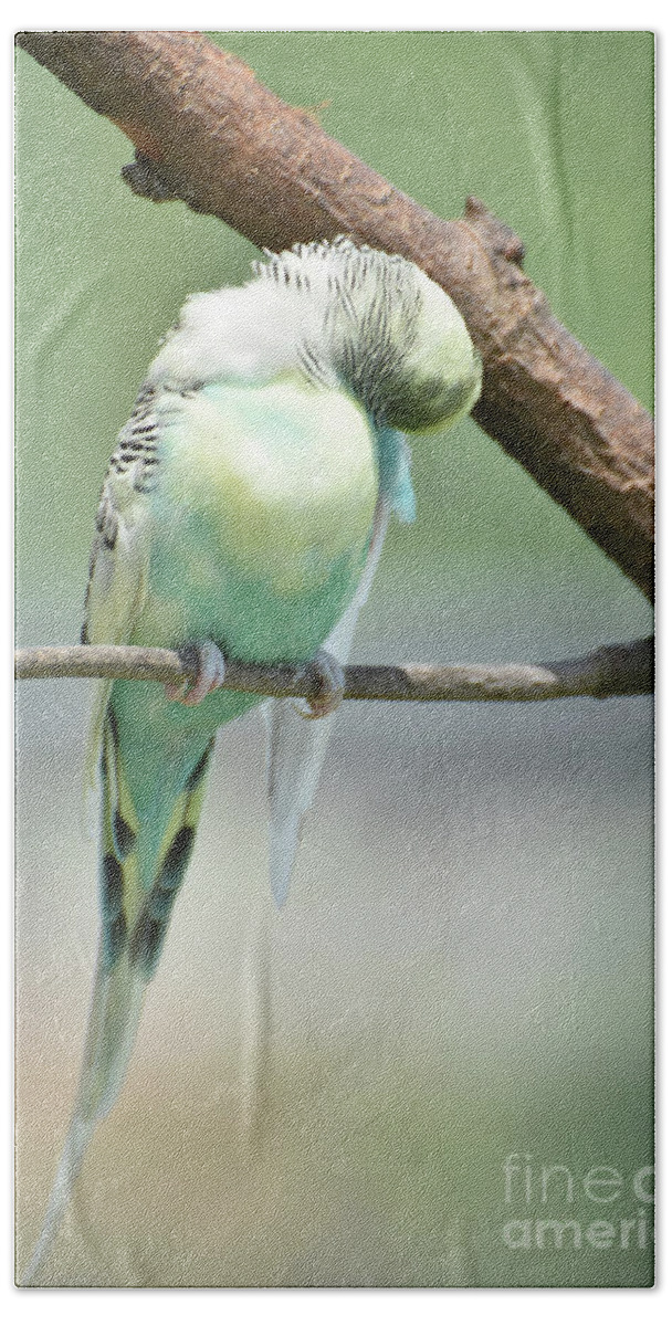 Budgie Hand Towel featuring the photograph Fluffed Feathers and Pastel Colored Shell Parakeet by DejaVu Designs