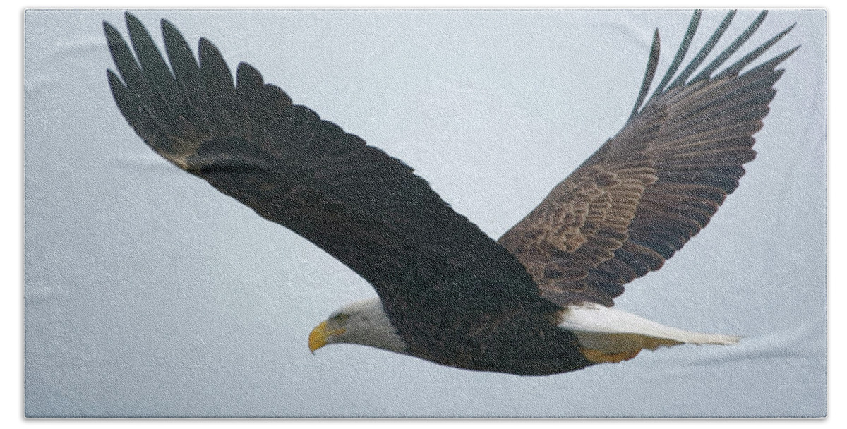 Bald Eagle Hand Towel featuring the photograph Flying Bald Eagle by Peter Ponzio