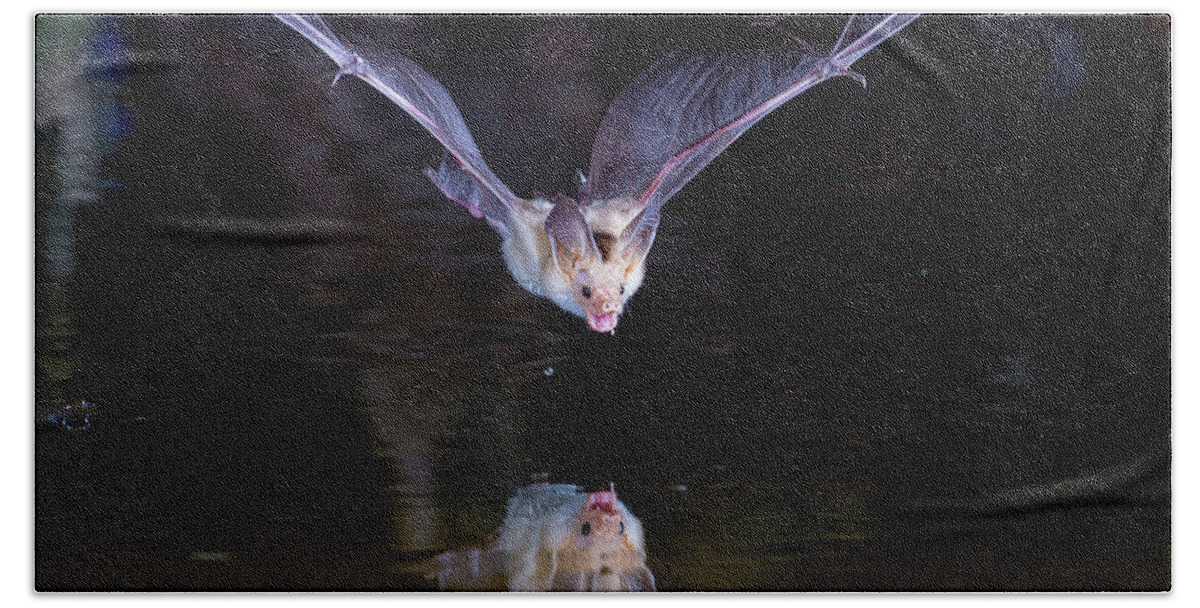 Bat Hand Towel featuring the photograph Flying Bat with Reflection by Judi Dressler