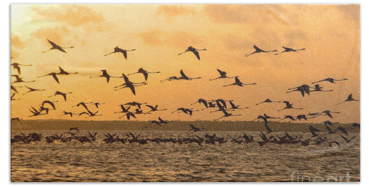 Adult Hand Towel featuring the photograph Flying flamingoes at sunset by Patricia Hofmeester