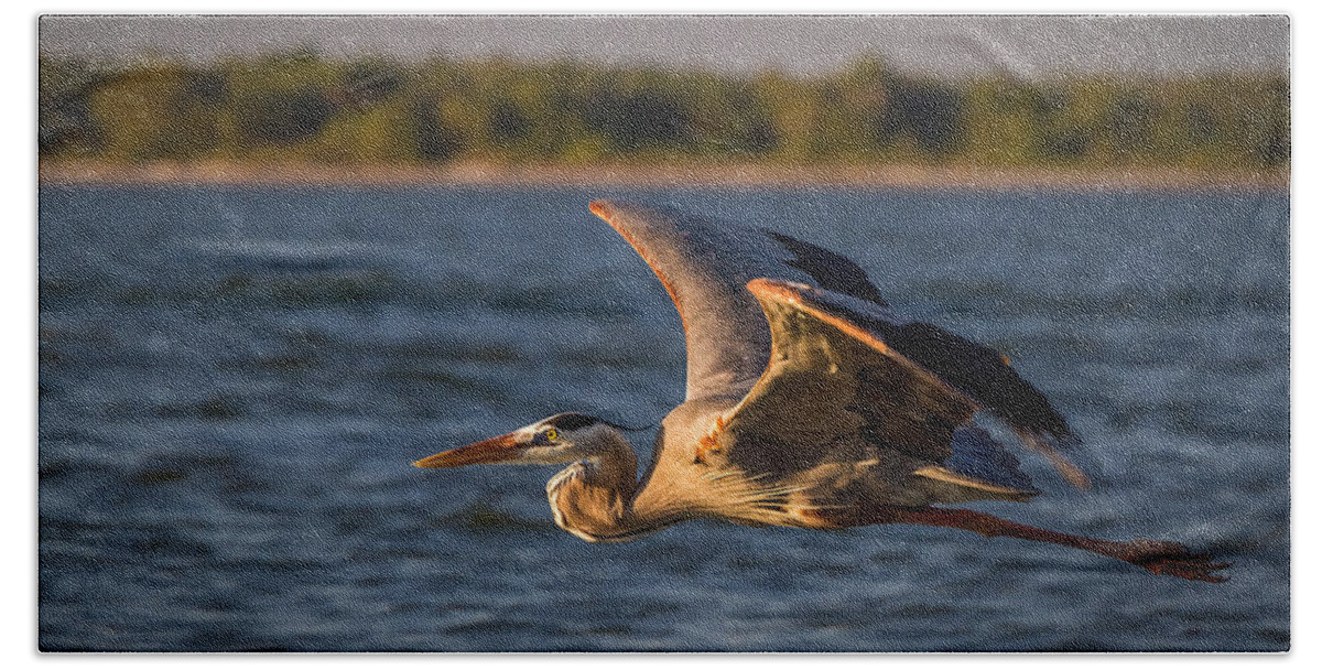 Big Bird Hand Towel featuring the photograph Flying Great Blue Heron by Ron Pate