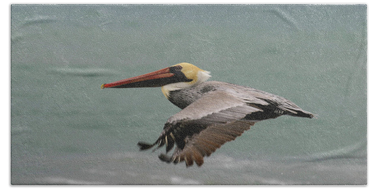 Pelican Bath Sheet featuring the photograph Flying Pelican by Anthony Jones