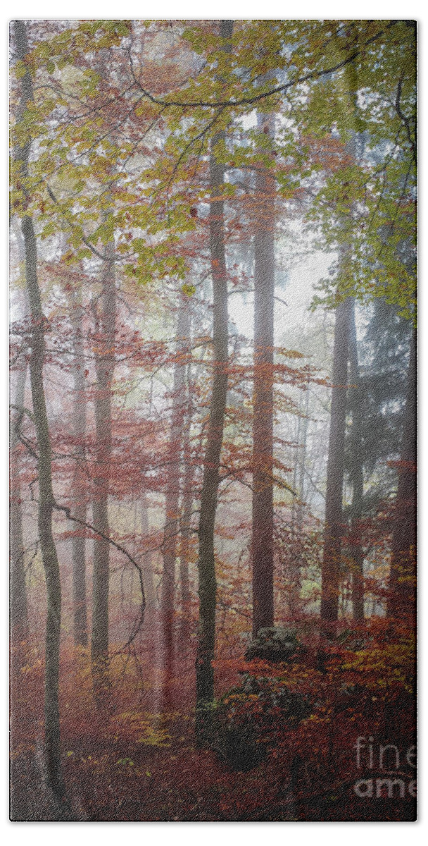 Forest Hand Towel featuring the photograph Fog in autumn forest by Elena Elisseeva