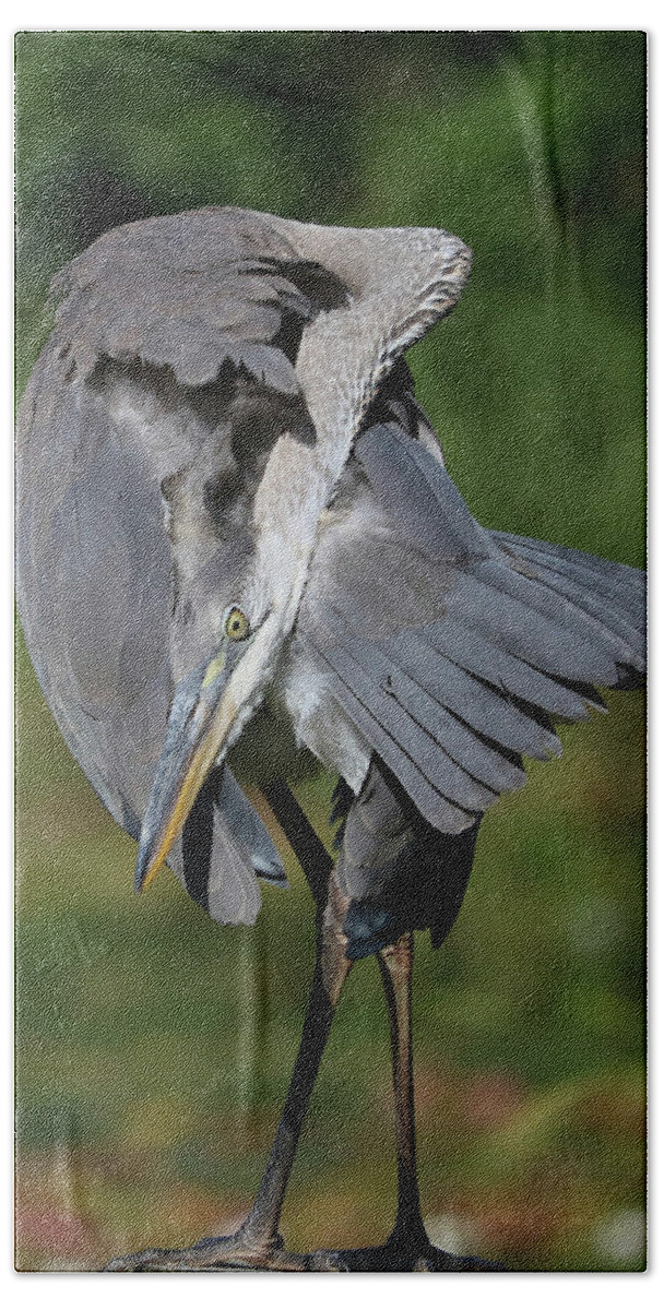 Great Blue Heron Hand Towel featuring the photograph Folded by Doris Potter