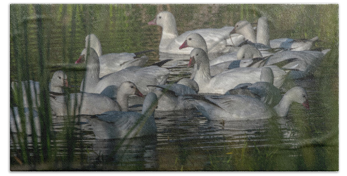 Snow Geese Hand Towel featuring the photograph Foraging by Patricia Dennis
