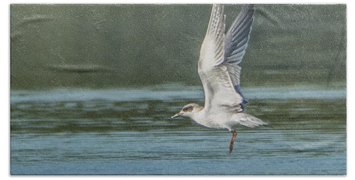 Forster's Hand Towel featuring the photograph Forster's Tern 092017-5021-1cr by Tam Ryan