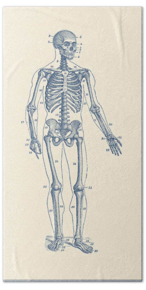 Skeleton Hand Towel featuring the drawing Forward Facing Skeletal Diagram - Vintage Anatomy Poster by Vintage Anatomy Prints