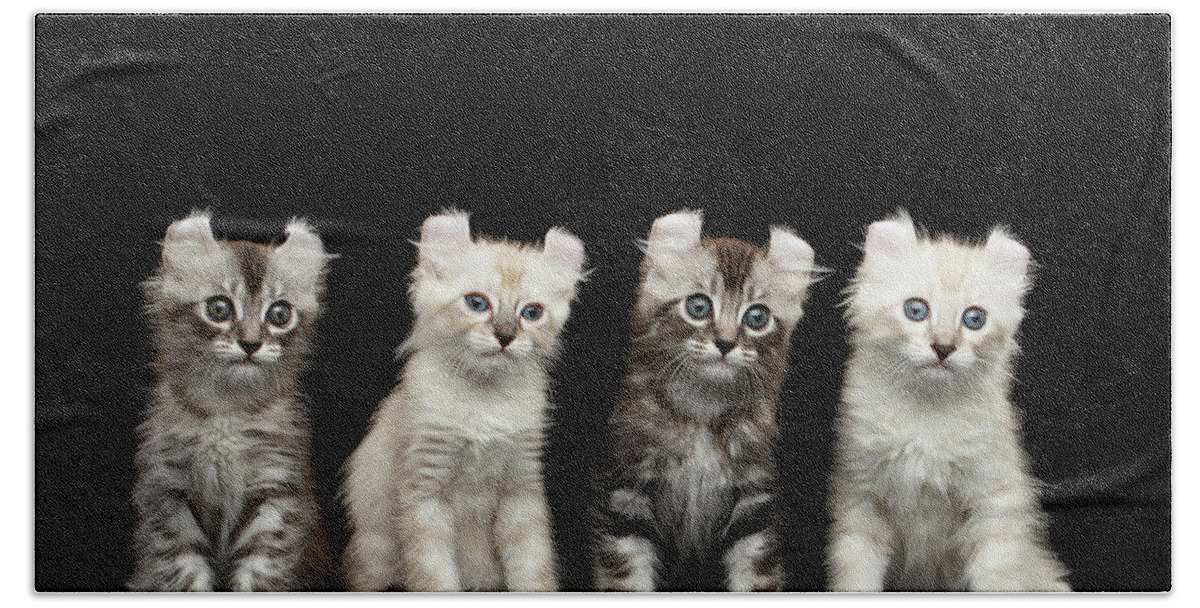 Curl Bath Sheet featuring the photograph Four American Curl Kittens with Twisted Ears Isolated Black Background by Sergey Taran