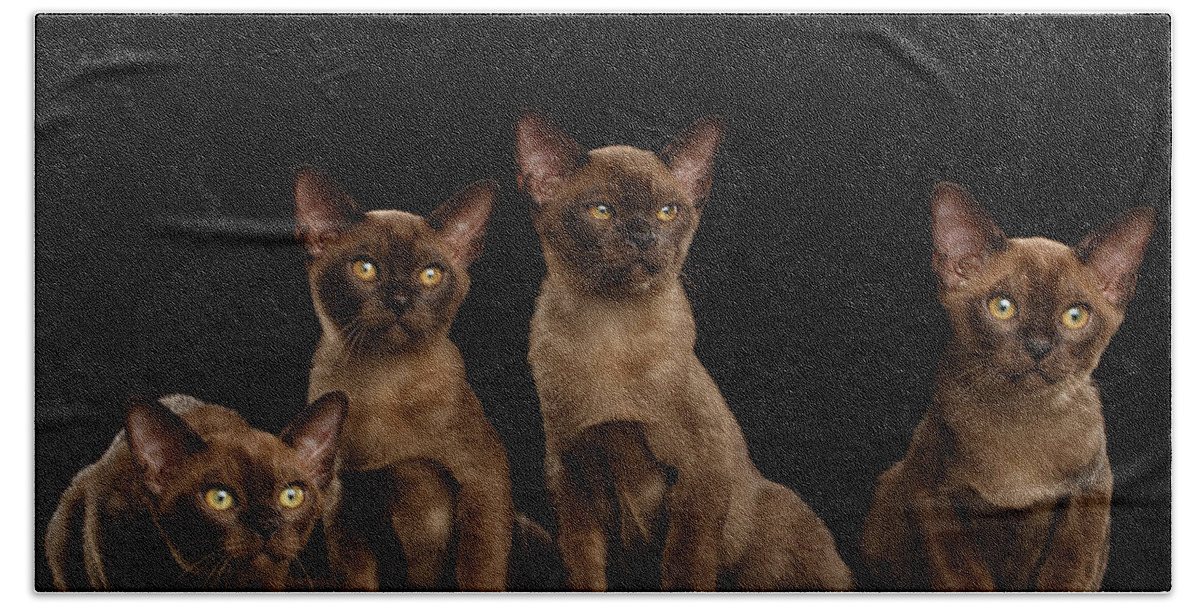 Cat Hand Towel featuring the photograph Four Cute Burma Kittens Sitting, Isolated Black Background by Sergey Taran