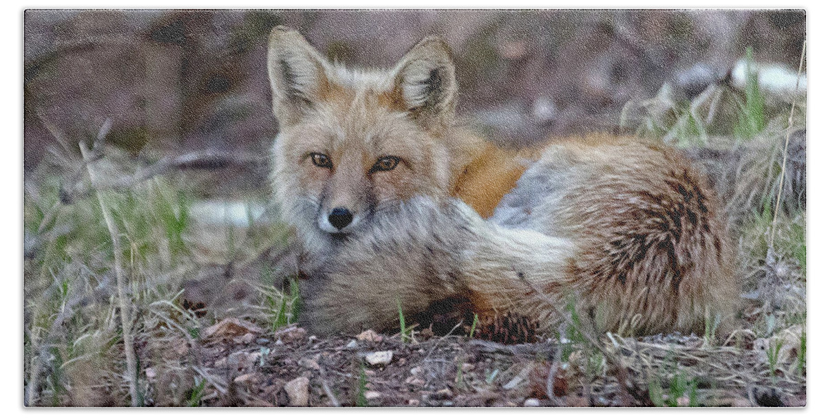 Red Fox Bath Towel featuring the photograph Fox at Rest #1 by Mindy Musick King