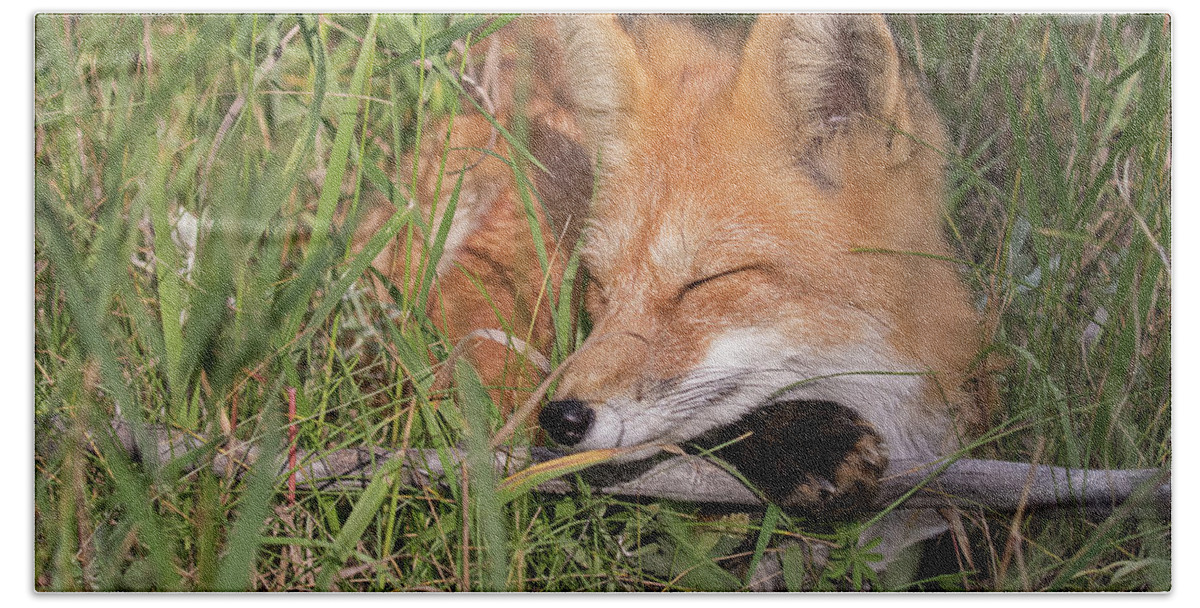 Red Fox Hand Towel featuring the photograph Fox Dreams by Mindy Musick King