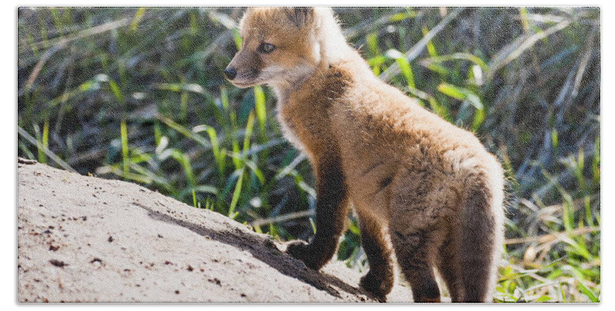 Red Fox Bath Towel featuring the photograph Fox Kit #1 by Mindy Musick King