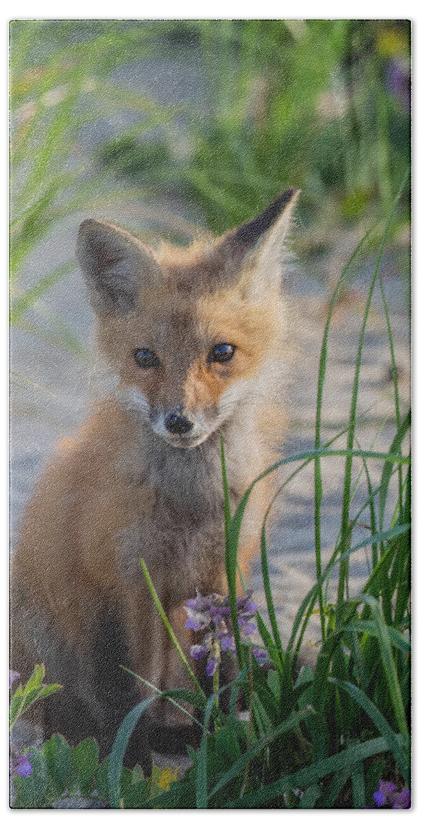 Red Fox Bath Towel featuring the photograph Fox Kit by Bill Wakeley