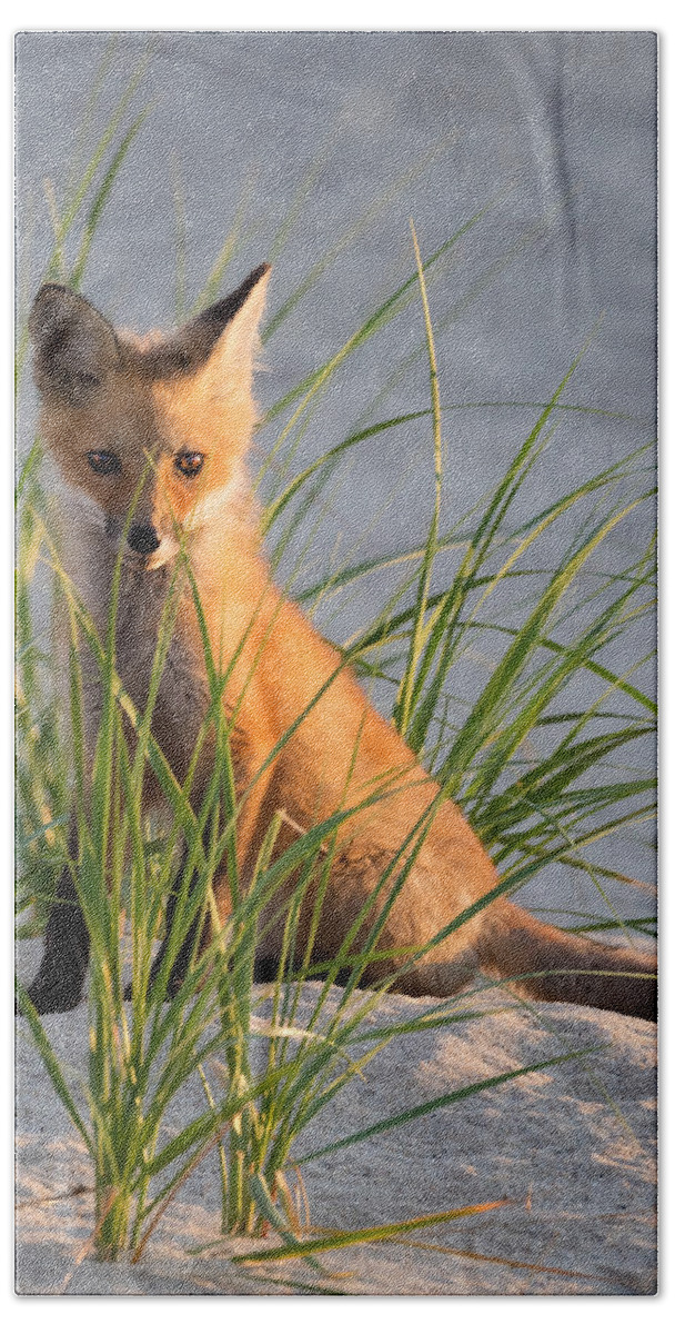 Red Fox Bath Towel featuring the photograph Fox Kit Portrait by Bill Wakeley