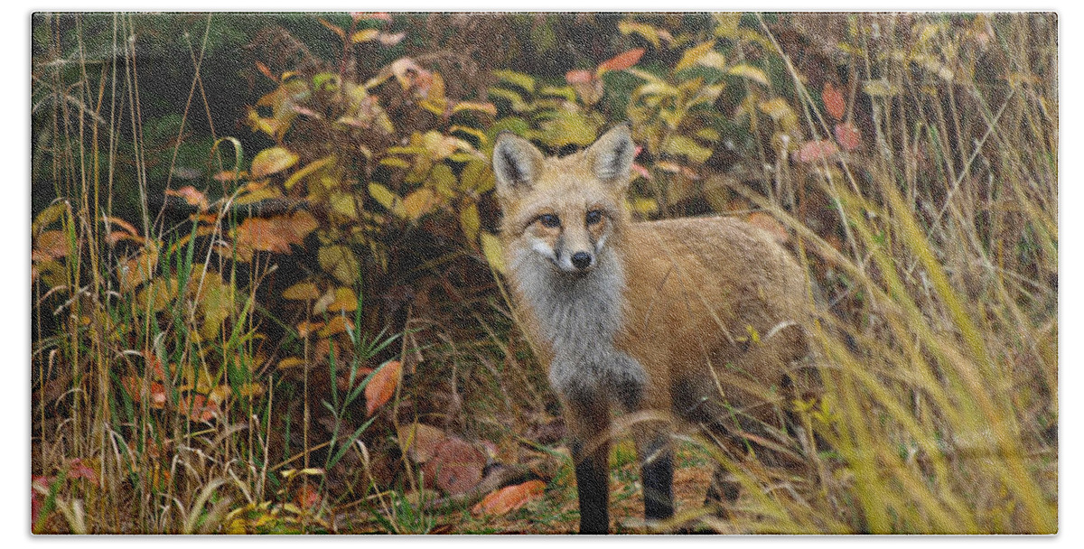 Nature Bath Towel featuring the photograph Fox Profile by James Peterson