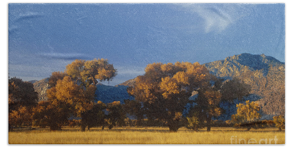 Dave Welling Bath Towel featuring the photograph Fremont Cottonwoods Poulus Fremontii In Fall Color California by Dave Welling