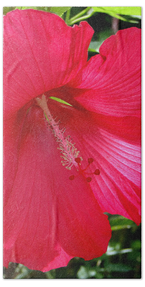Hibiscus Bath Towel featuring the photograph Frilly Red Hibiscus by Sue Melvin