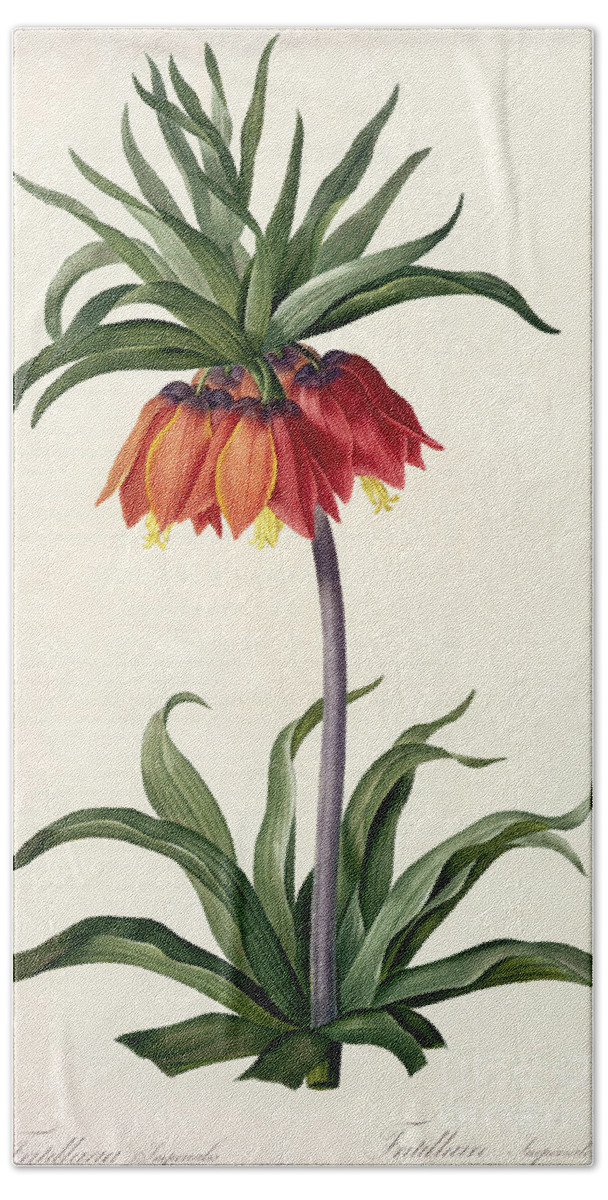 Fritillaria Hand Towel featuring the drawing Fritillaria Imperialis by Pierre Joseph Redoute