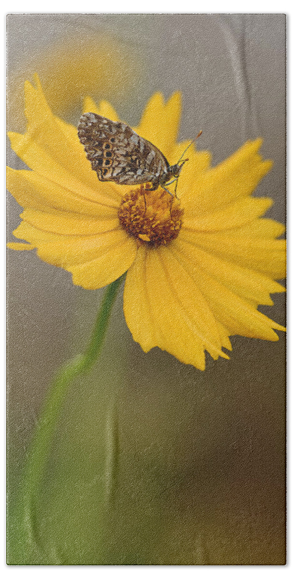 2015 Bath Towel featuring the photograph Fritillary on Coreopsis by Robert Charity