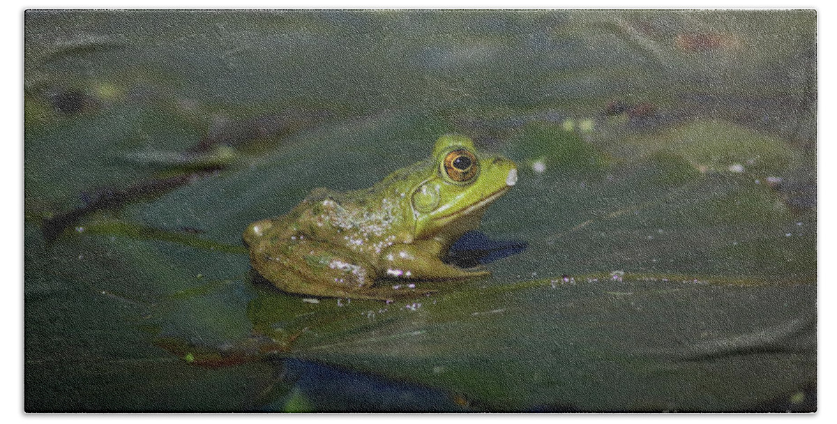Frog Bath Towel featuring the photograph Froggy 2 by Douglas Stucky