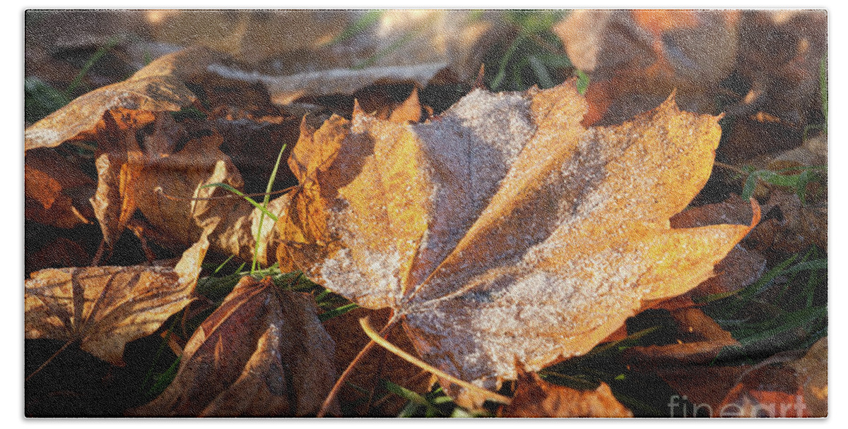 Autumn Bath Towel featuring the photograph Frosty fallen autumn oak leaf by Simon Bratt