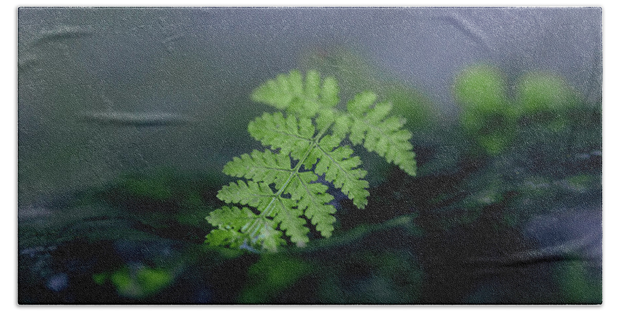 Kentucky Hand Towel featuring the photograph Frozen Fern II by Amber Flowers