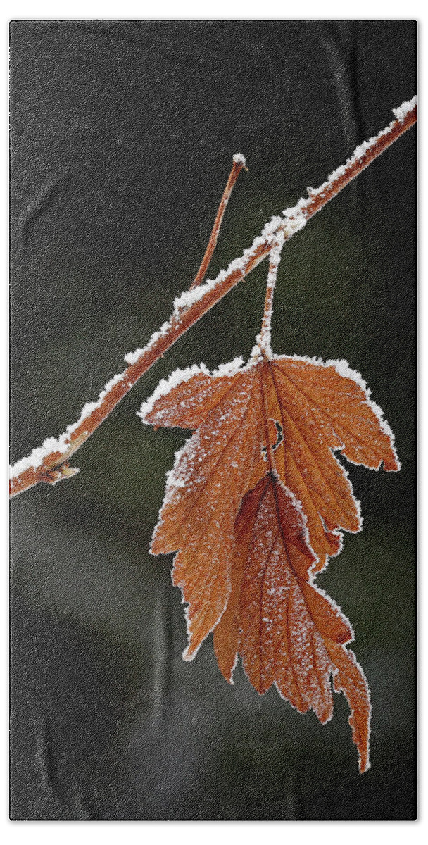 Leaf Bath Towel featuring the photograph Frozen leaf - 365-287 by Inge Riis McDonald